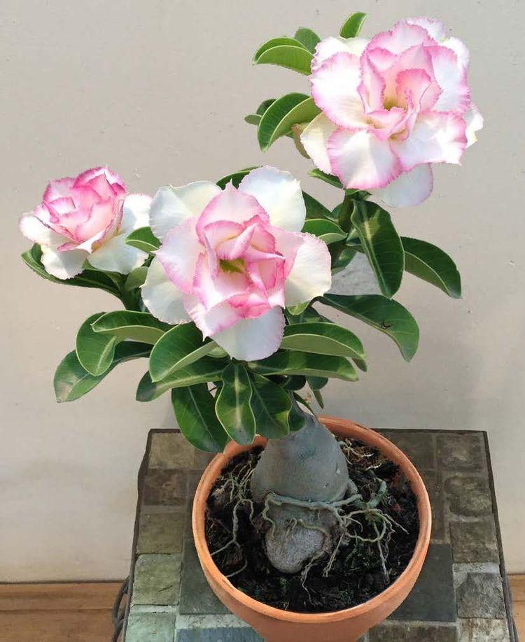 Adenium White and Pink  Plant (Grafted) - Premium Flowering Plants from Plantparadise - Just $299.0! Shop now at Plantparadise