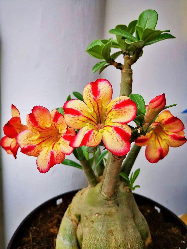 Adenium Yellow and Orange Plant (Grafted) - Premium Flowering Plants from Plantparadise - Just $299.0! Shop now at Plantparadise