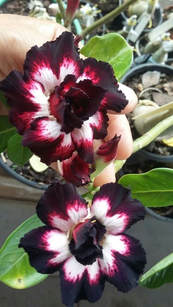 Adenium Dark Brown and White  Plant (Grafted) - Premium Flowering Plants from Plantparadise - Just $299.0! Shop now at Plantparadise