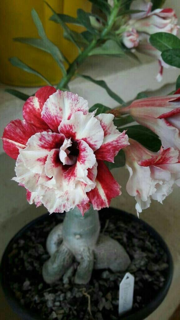 Adenium red and white Plant (Grafted) - Premium Flowering Plants from Plantparadise - Just $299.0! Shop now at Plantparadise