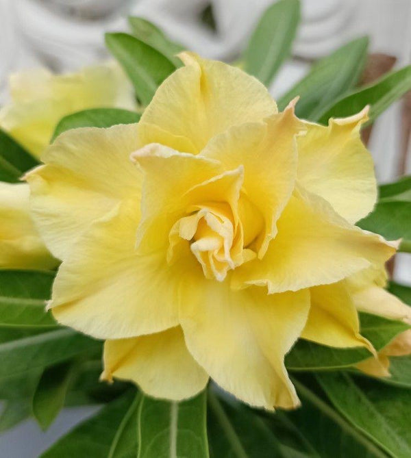 Adenium  Yellow  Plant (Grafted) - Premium Flowering Plants from Plantparadise - Just $299.0! Shop now at Plantparadise