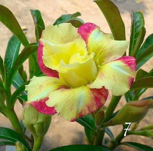 Yellow Adenium Plant (Grafted) - Premium Flowering Shrubs from Plantparadise - Just $299.00! Shop now at Plantparadise