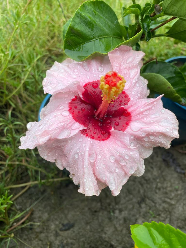 Hibiscus Plant - Premium Flowering Plants from Plantparadise - Just $299.0! Shop now at Plantparadise