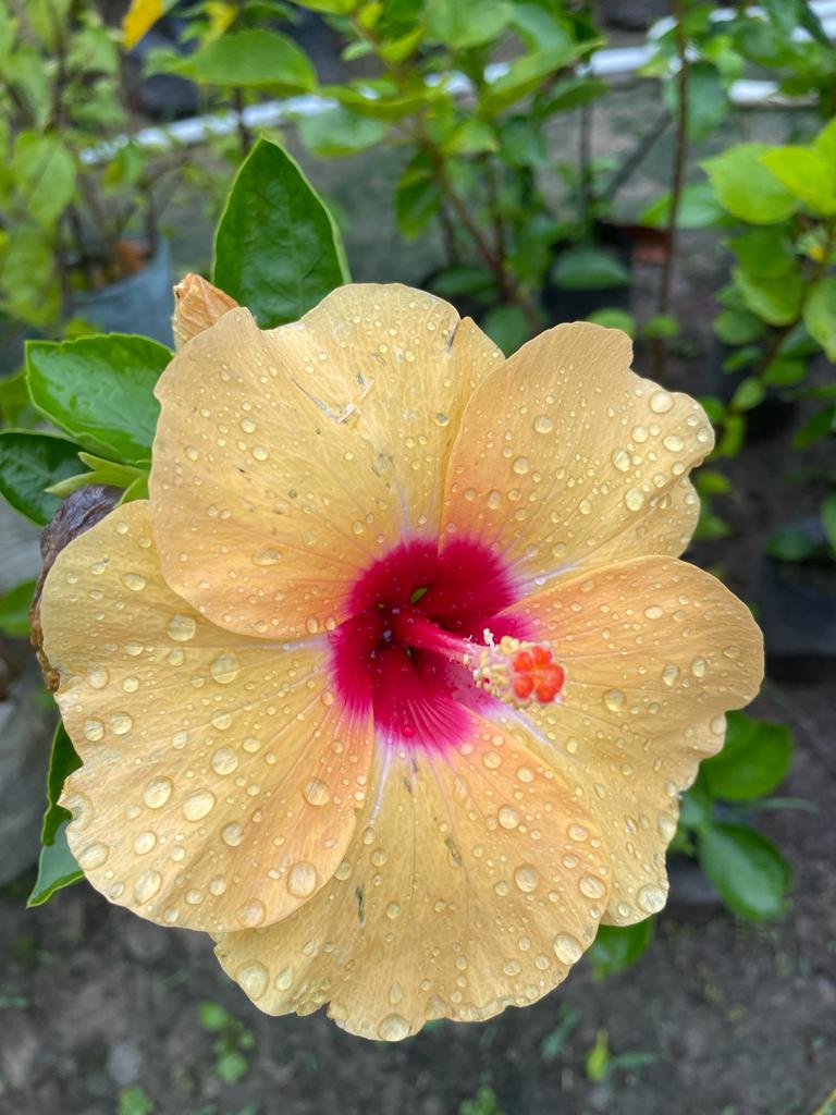 Hibiscus Plant - Premium Flowering Plants from Plantparadise - Just $325.0! Shop now at Plantparadise