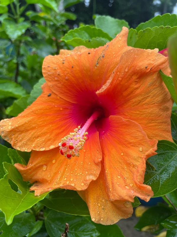 Hibiscus Plant - Premium Flowering Plants from Plantparadise - Just $299.0! Shop now at Plantparadise