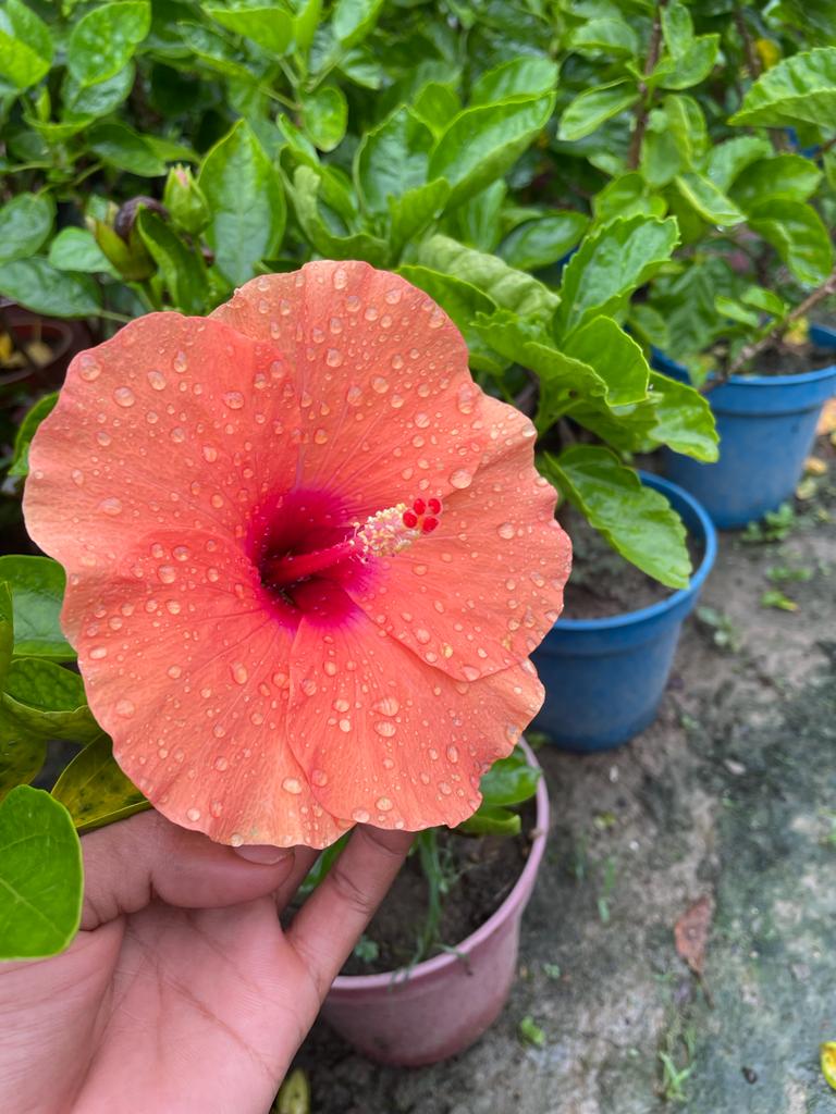 Hibiscus Plant Gudhal - Premium Flowering Plants from Plantparadise - Just $349.0! Shop now at Plantparadise