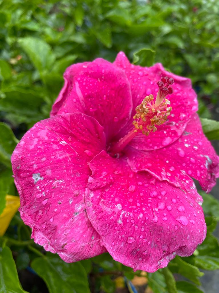 Hibiscus Plant - Premium Flowering Plants from Plantparadise - Just $299.0! Shop now at Plantparadise