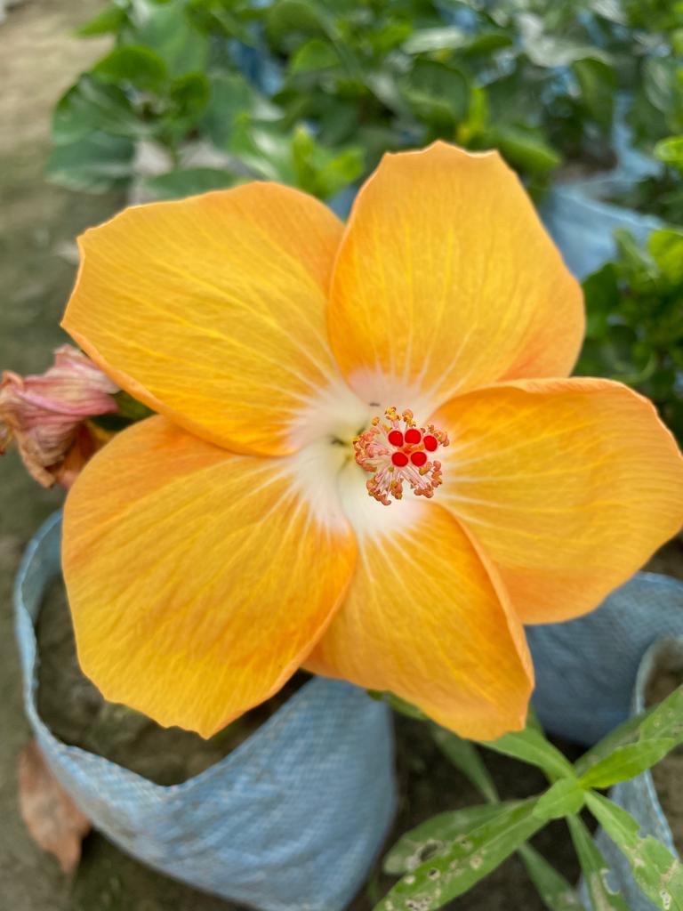 Hibiscus plant - Premium Flowering Plants from Plantparadise - Just $299.0! Shop now at Plantparadise