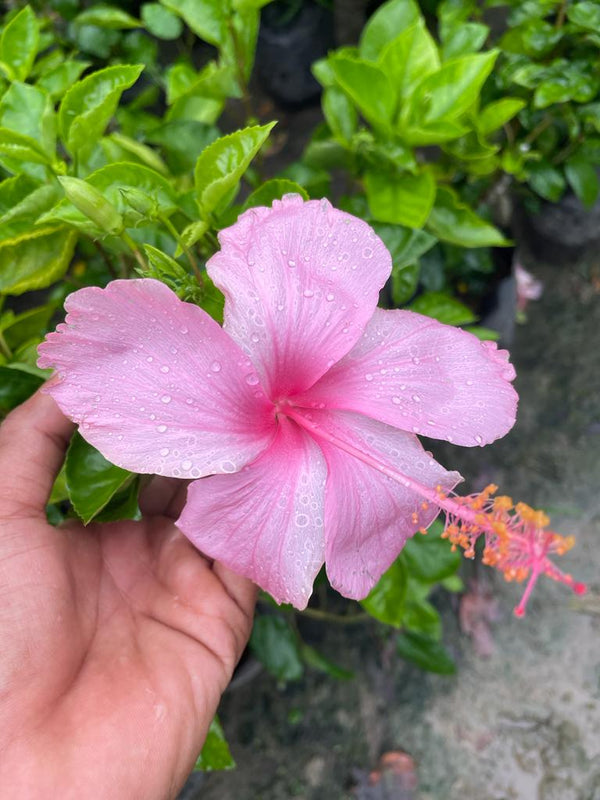 Hibiscus Plant - Premium Flowering Plants from Plantparadise - Just $325.00! Shop now at Plantparadise