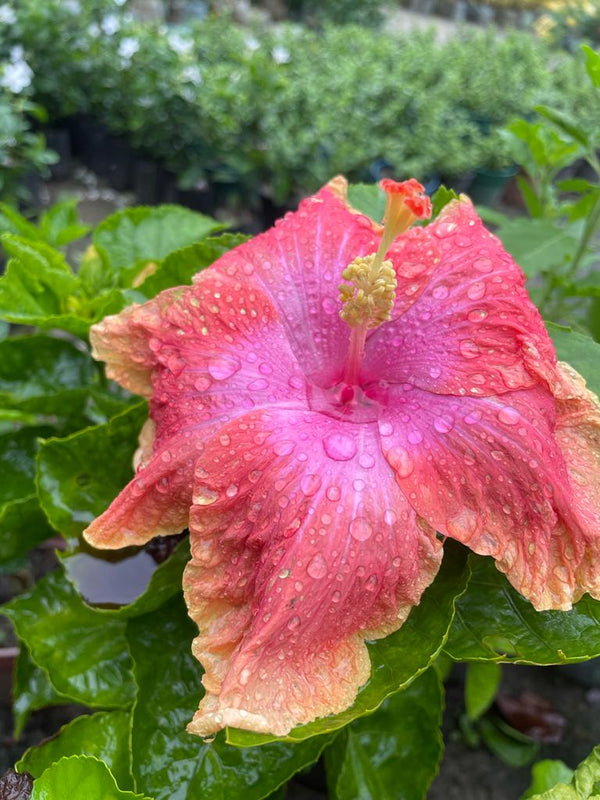 Hibiscus Plant - Premium Flowering Plants from Plantparadise - Just $299.0! Shop now at Plantparadise