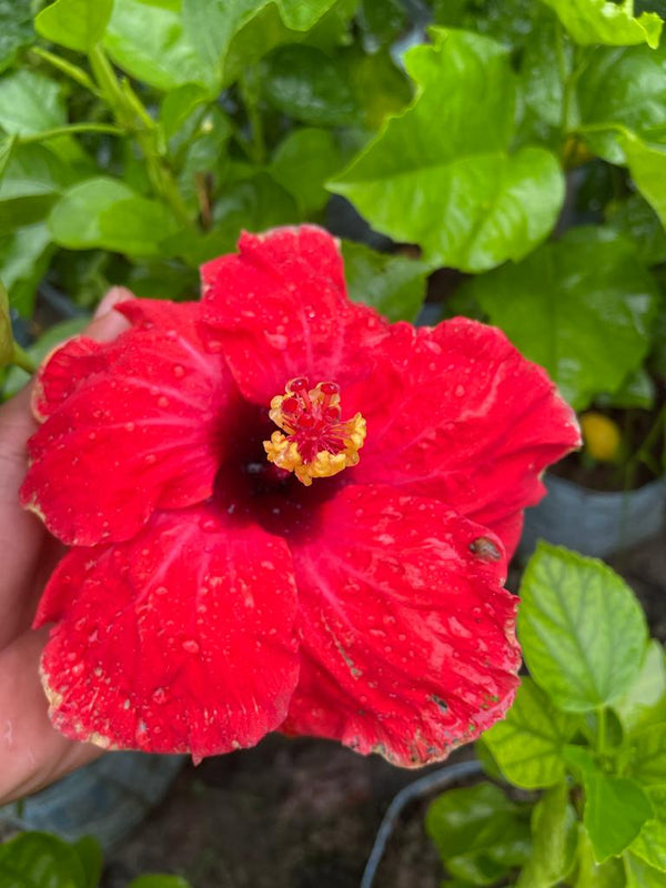 Hibiscus Plant - Premium Flowering Plants from Plantparadise - Just $299.0! Shop now at Plantparadise