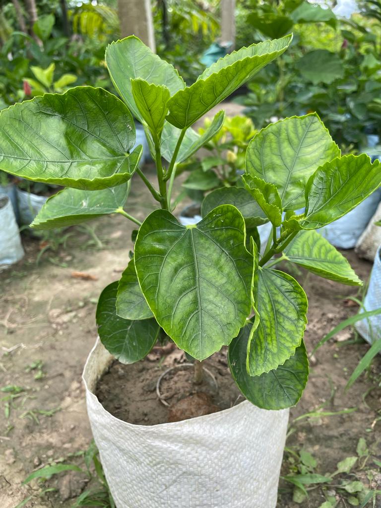 Hibiscus Plant - Premium Flowering Plants from Plantparadise - Just $325.0! Shop now at Plantparadise
