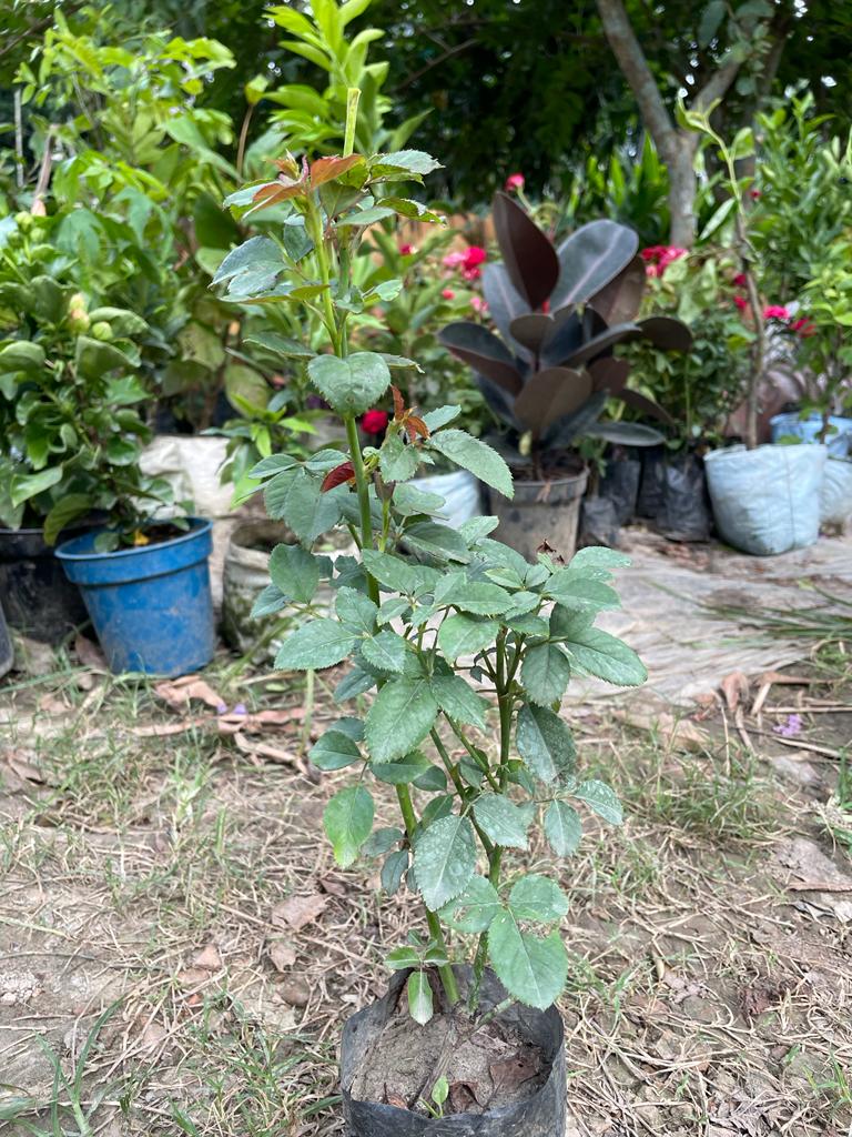 Rose Plant - Premium Flowering Plants from Plantparadise - Just $299.0! Shop now at Plantparadise