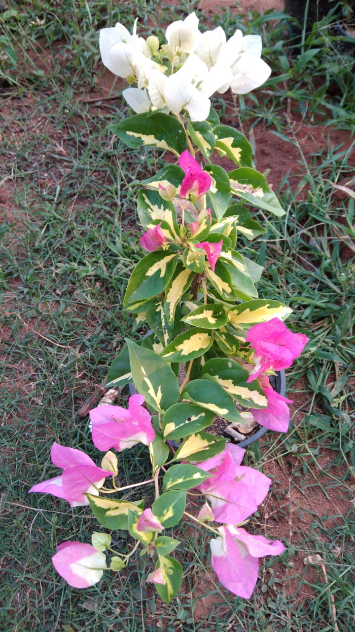 Bougainvillea thimma - Flowering Plants - Premium Flowering Shrubs from Plantparadise - Just $349.00! Shop now at Plantparadise