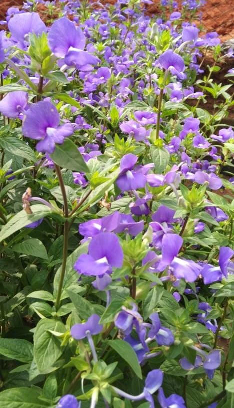 Amazon Blue / Otacanthus caeruleus - Flowering Plant - Premium Flowering Plants from Plantparadise - Just $400.00! Shop now at Plantparadise