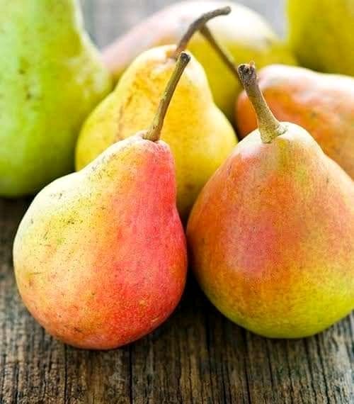 Grafted Healthy Pear Plants - Premium Fruit Plants from Plantparadise - Just $479.0! Shop now at Plantparadise