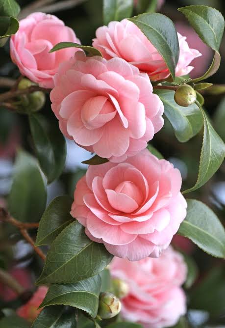 camellia flower plant - Premium Flowering Plants from Plantparadise - Just $399.0! Shop now at Plantparadise