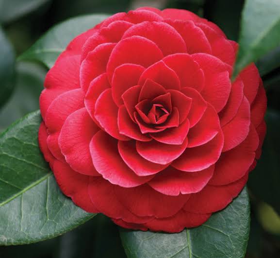 Camellia flower plant Red - Premium Flowering Plants from Plantparadise - Just $399.0! Shop now at Plantparadise