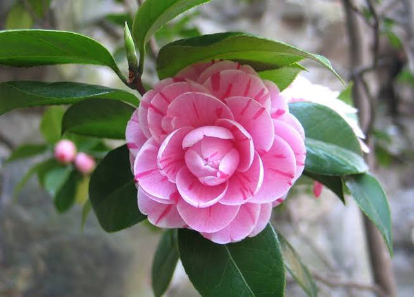 Camellia flower plant - Premium Flowering Plants from Plantparadise - Just $399.0! Shop now at Plantparadise