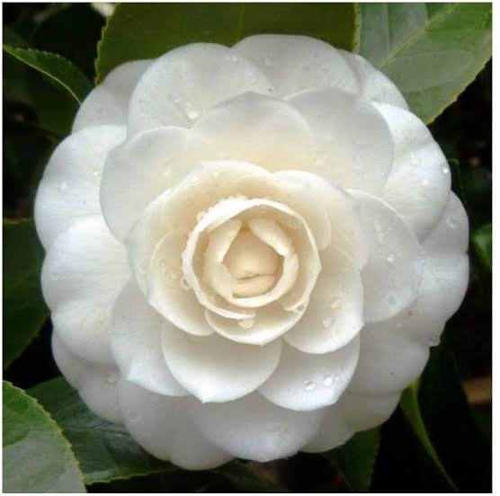 Camelia Flower plant ( white color) - Premium Flowering Plants from Plantparadise - Just $399.00! Shop now at Plantparadise