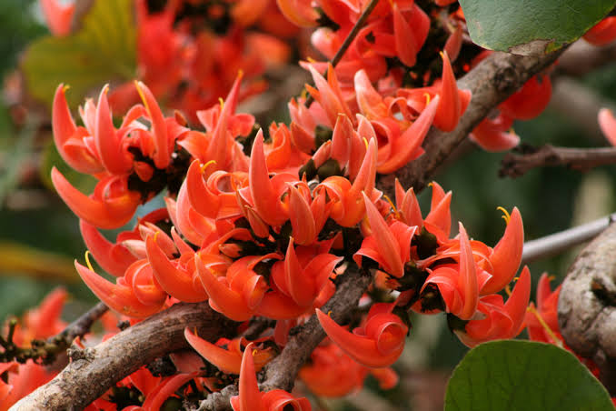 Palash Plant - Butea Monosperma, Flame of the Forest - Premium Flowering Plants from Plantparadise - Just $900.0! Shop now at Plantparadise