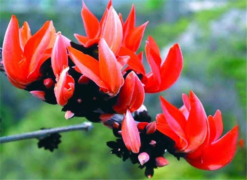Palash Plant - Butea Monosperma, Flame of the Forest - Premium Flowering Plants from Plantparadise - Just $900.0! Shop now at Plantparadise