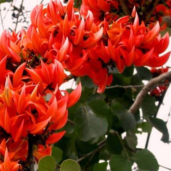 Palash Plant - Butea Monosperma, Flame of the Forest - Premium Flowering Plants from Plantparadise - Just $900.0! Shop now at Plantparadise