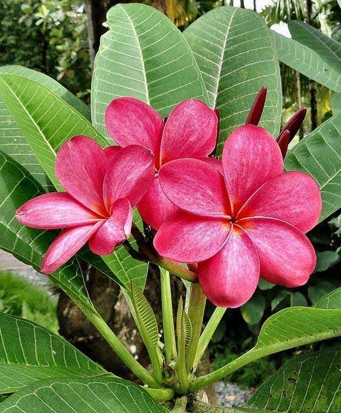 Plumeria , Champa pink - Premium Flowering Plants from Plantparadise - Just $399.0! Shop now at Plantparadise