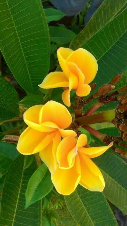 Plumeria, Champa Flower plant - Premium Flowering Shrubs from Plantparadise - Just $399.0! Shop now at Plantparadise