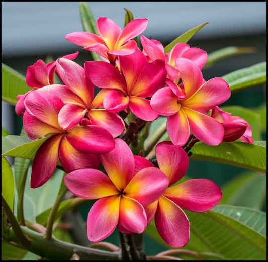Plumeria, Champa Flower Plant - Premium Flowering Shrubs from Plantparadise - Just $399.0! Shop now at Plantparadise
