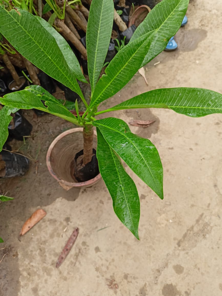 Plumeria , Champa pink - Premium Flowering Plants from Plantparadise - Just $399.0! Shop now at Plantparadise