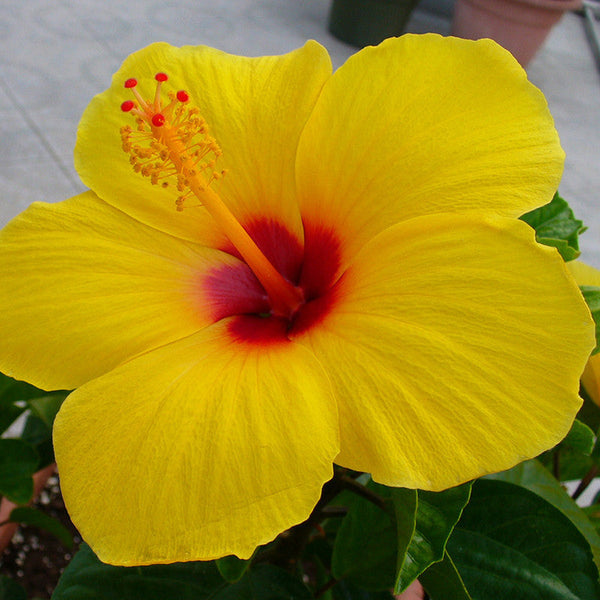 Hibiscus Yellow Hybrid Double Color - Flowering Plants - Premium Flowering Plants from Plantparadise - Just $299.00! Shop now at Plantparadise