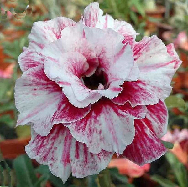 Adenium White and Maroon colour Plant (Grafted) - Premium Flowering Plants from Plantparadise - Just $299.0! Shop now at Plantparadise