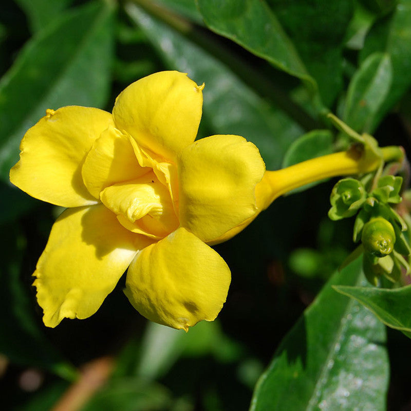 Allamanda Yellow Double - Creepers & Climbers - Premium Creepers & Climbers from Plantparadise - Just $400.0! Shop now at Plantparadise
