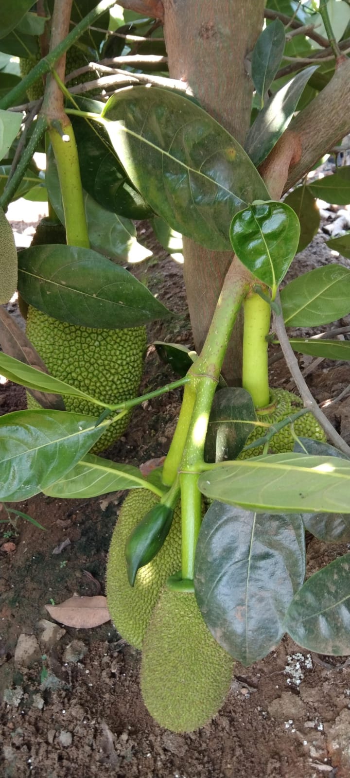 Vietnam Super Early Jackfruit(Grafted) - All Time Jackfruit - Premium Fruit Plants from Plantparadise - Just $700.00! Shop now at Plantparadise