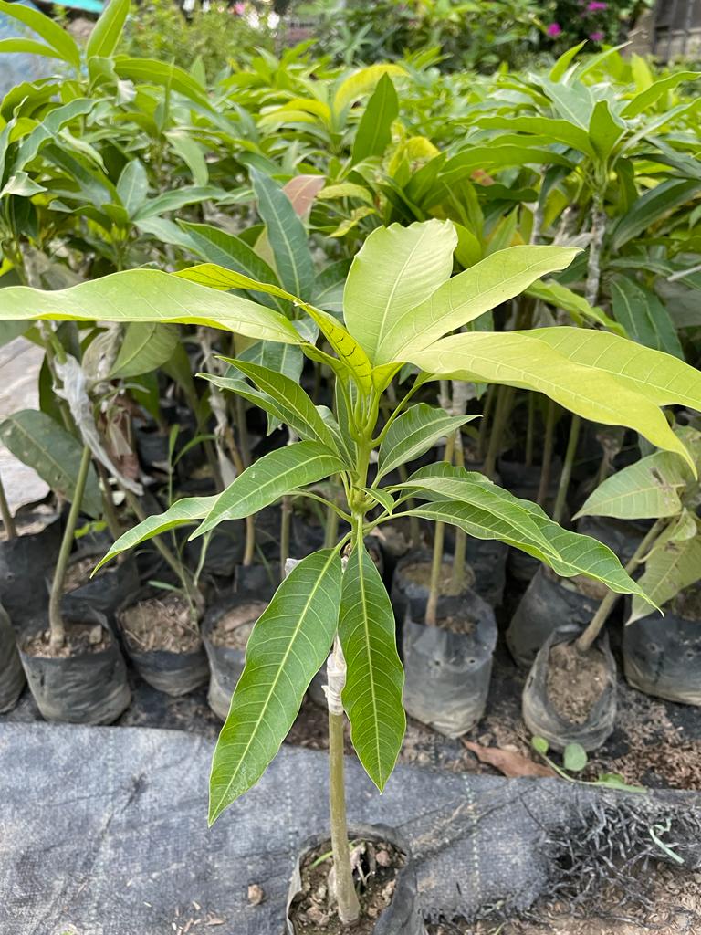 Amrapalli Mango Plant (Grafted) - Premium Fruit Plants from Plantparadise - Just $399.00! Shop now at Plantparadise