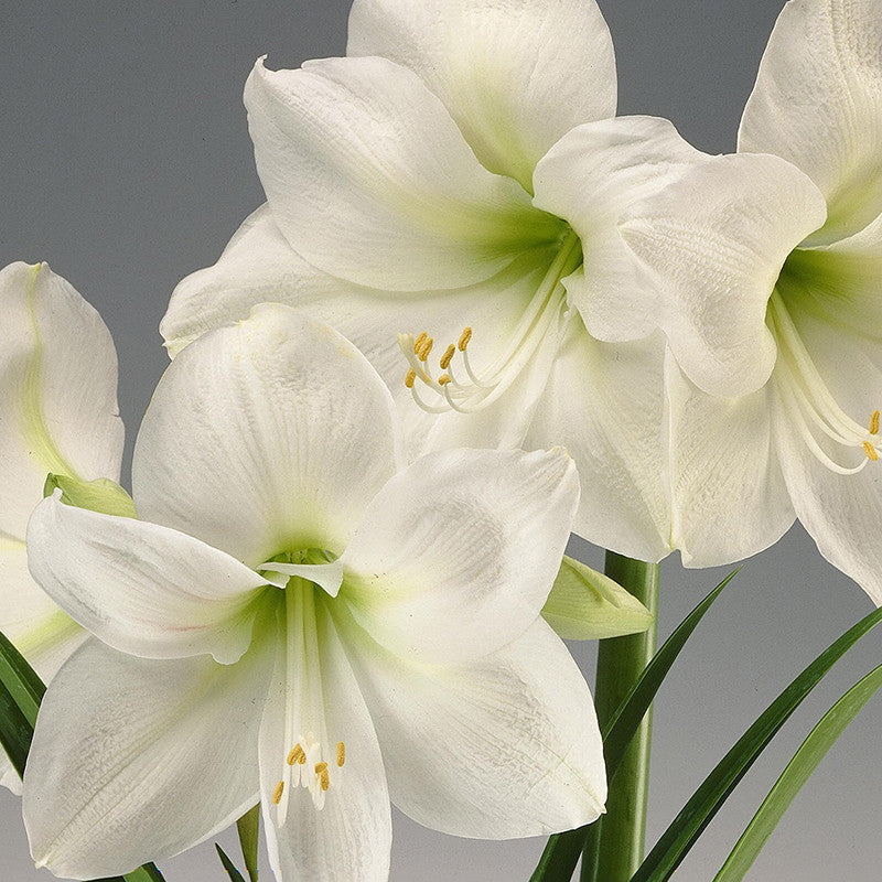 Amaryllis Lily, White - Flowering Bulb |Order Amaryllis Bulbs Online|White Amaryllis Lily Bulbs for Sale - Premium Flowering Bulb from Plantparadise - Just $400! Shop now at Plantparadise