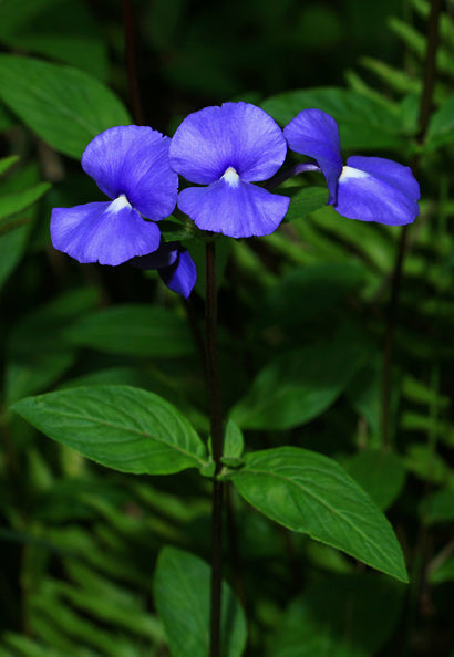 Amazon Blue / Otacanthus caeruleus - Flowering Plant - Premium Flowering Plants from Plantparadise - Just $400.00! Shop now at Plantparadise