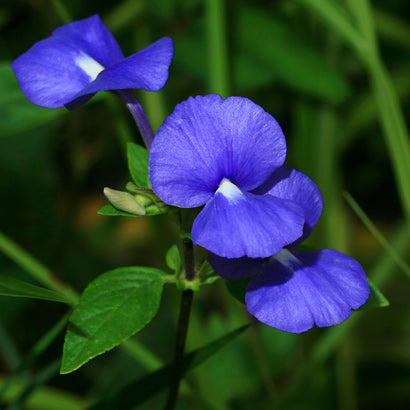 Amazon Blue / Otacanthus caeruleus - Flowering Plant - Premium Flowering Plants from Plantparadise - Just $400.00! Shop now at Plantparadise