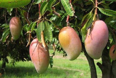 Amrapalli Mango Plant (Grafted) - Premium Fruit Plants from Plantparadise - Just $399.00! Shop now at Plantparadise