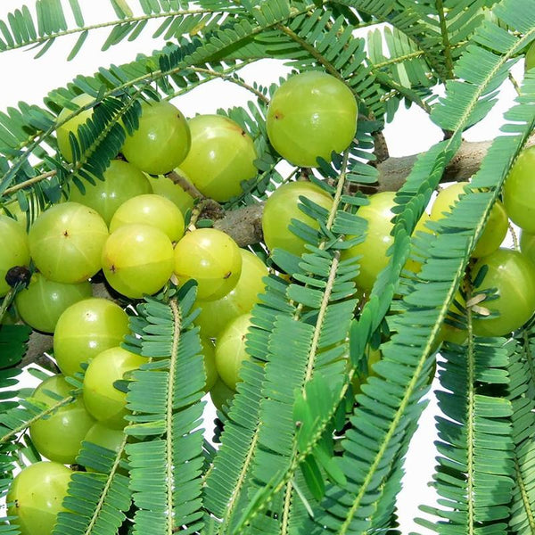 Amla Banaras(Grafted)- Fruit Plants - Premium Fruit Plants & Tree from Plantparadise - Just $410.00! Shop now at Plantparadise