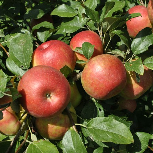 Anna Apple Plant (Hot Climate Varieties) - Premium Fruit Plants from Plantparadise - Just $530.00! Shop now at Plantparadise