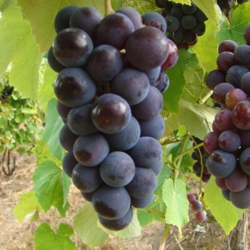 Black Grapes (Hybrid) - Fruit Plants & Tree - Premium Fruit Plants & Tree from Plantparadise - Just $410.0! Shop now at Plantparadise