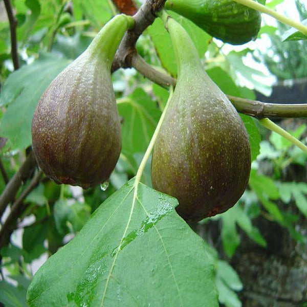 Big leaf Anjura - Fruit Plants & Tree - Premium Fruit Plants & Tree from Plantparadise - Just $460.0! Shop now at Plantparadise