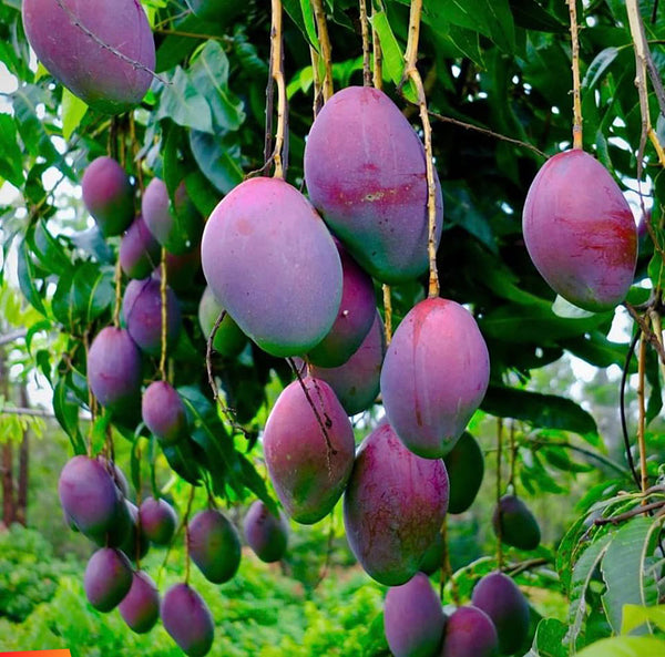 Black Mango / Mango Tommy Atkins - Fruit Plant - Premium Fruit Plants & Tree from Plantparadise - Just $750.00! Shop now at Plantparadise