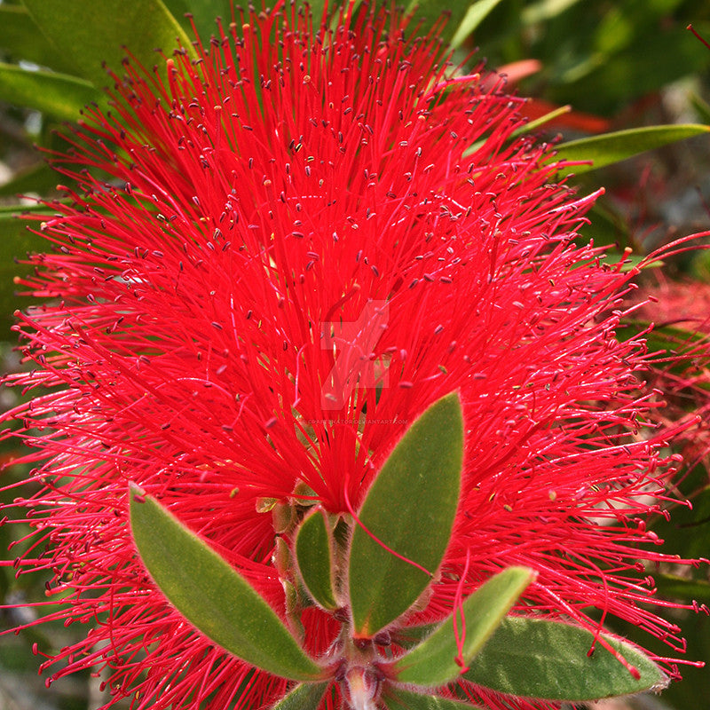 Red Bottle Brush / Callistemon lanceolatus - Ornamental Flowering Plants - Premium Avenue Trees from Plantparadise - Just $600.00! Shop now at Plantparadise