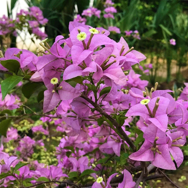 Bougainvillea Glabra (Formosa)- Flowering shurbs - Premium Flowering Shrubs from Plantparadise - Just $360.0! Shop now at Plantparadise