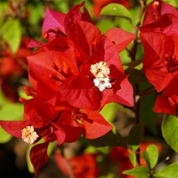 Bougainvillea red - Flowering shrubs - Premium Flowering Shrubs from Plantparadise - Just $349.0! Shop now at Plantparadise