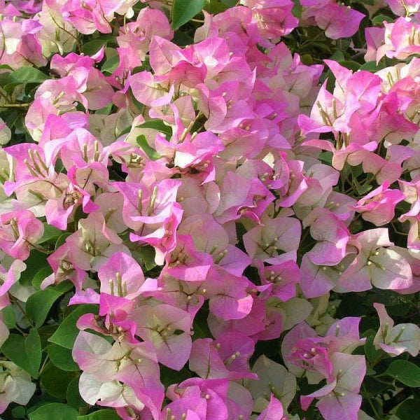 Bougainvillea Pink And White - Creepers & Climbers - Premium Creepers & Climbers from Plantparadise - Just $349.0! Shop now at Plantparadise
