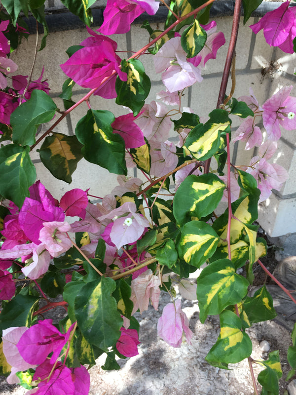 Bougainvillea thimma - Flowering Plants - Premium Flowering Shrubs from Plantparadise - Just $349.00! Shop now at Plantparadise